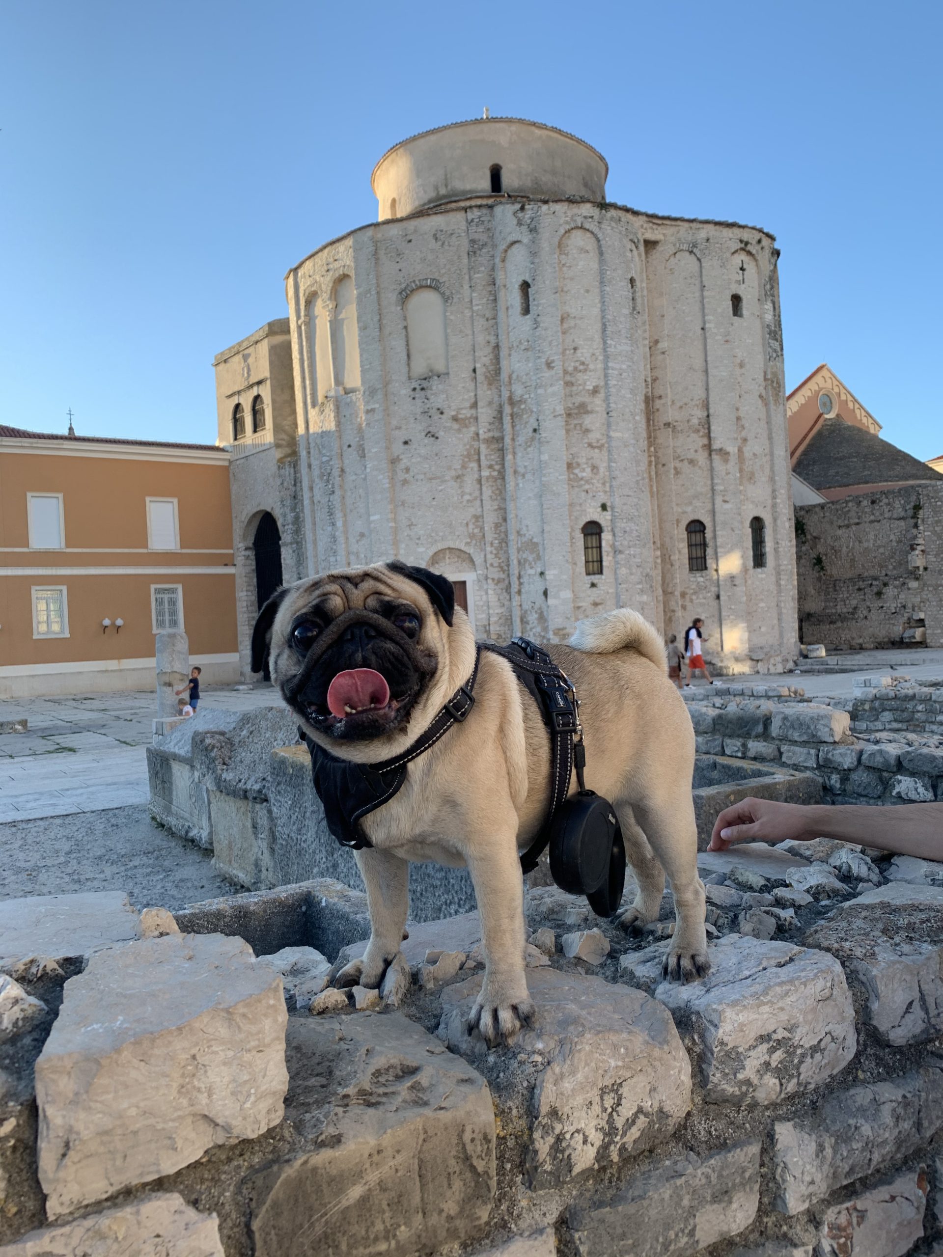 Ljetovanje sa Psom u Hrvatskoj – Moja Iskustva